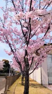 あおいの画像