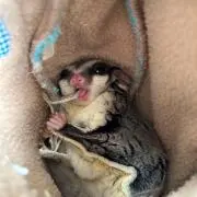 モンガの画像