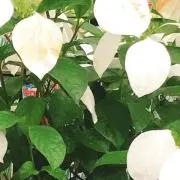 ♡Pure♡の画像