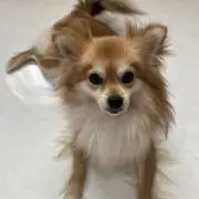 エミ