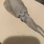 アオリイカ