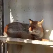 かい