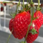 ペコたん