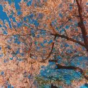 cocoの画像