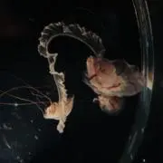 KYの画像