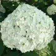 キンモクセイの画像