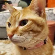 ペコの画像