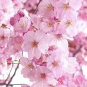 さくら【プロフ必読】の画像