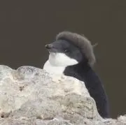 ちゃんぽんの画像