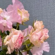 ユ。の画像