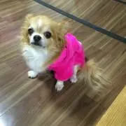 チャッピー