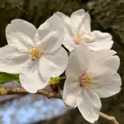 りん