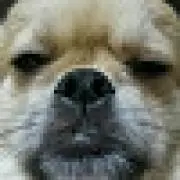 ペチマルの画像