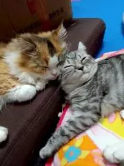 にゃんりーず=^_^=