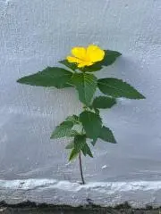 ぷーの画像