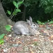 ハッピー