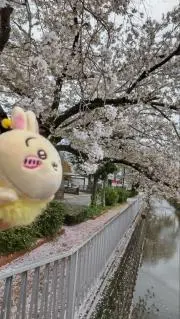 夢ホタルの画像