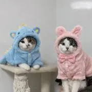 ^._.^の画像