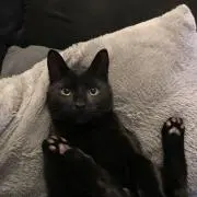 黒猫 プロフ♪♪の画像