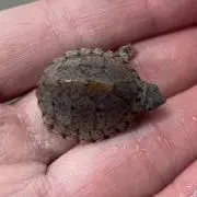 pet.m.kの画像