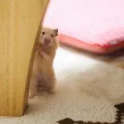 きーちゃんの画像