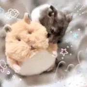 はむの画像
