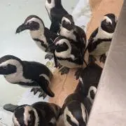 るかの画像