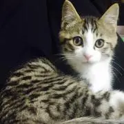 ふわわ　お纏め歓迎の画像
