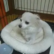 ちわわのママの画像