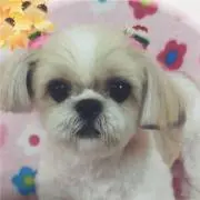 ピーチの画像