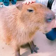 キキララの画像