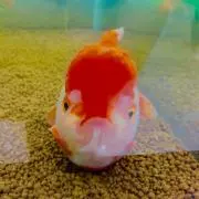おさかなの画像
