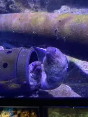 こむかずり