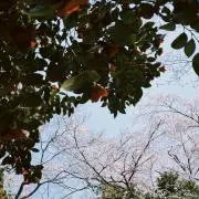 ささみの画像