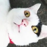 さとーの画像