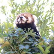 つむ。の画像