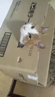 cha-くん