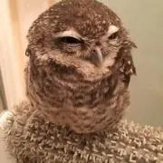 ぽち