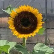 花の画像