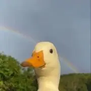 こんの画像