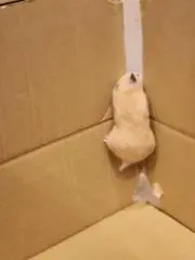 かぼちゃの画像