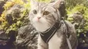 ねこザムライの画像