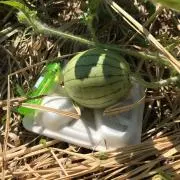 ニコニコライオンの画像