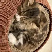 ナツメの画像