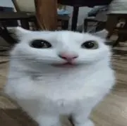 たらたら【即日発送】の画像