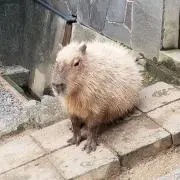 Masaamaokaの画像