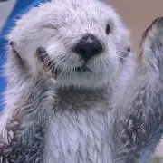 のの画像