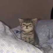 ねこちゃんの画像