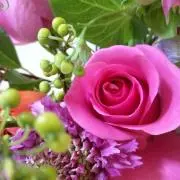 Rose-angel