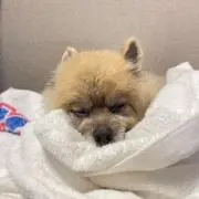 へびあも